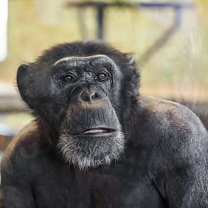 Chimpanzee 'Zombi'