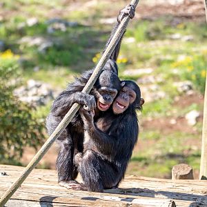 Chimpanzees 'Zola' and 'Hope'