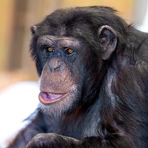 Chimpanzee 'Zuri'