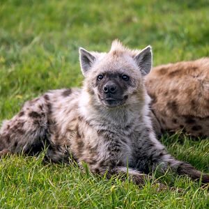 Spotted hyena 'Jabali'