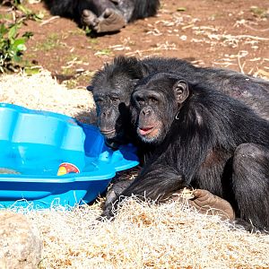 Chimpanzees 'Galatea' and 'Enzi'