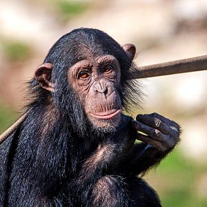 Chimpanzee 'Hope'
