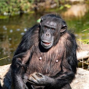 Chimpanzee 'Lani'