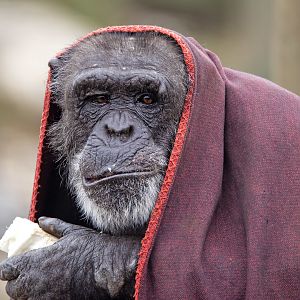 Chimpanzee 'Gombe'