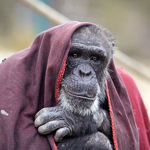 Chimpanzee 'Gombe'