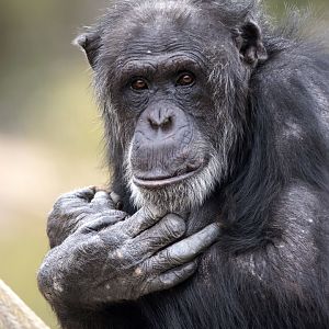 Chimpanzee 'Sandali'