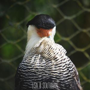 crested caracara