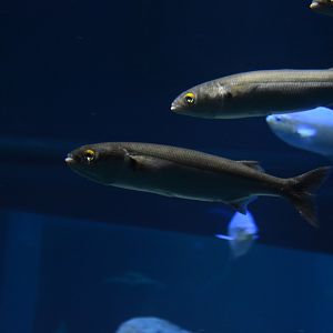 Yellow-eye mullet (Aldrichetta forsteri)