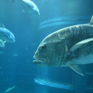 Giant trevally (Caranx ignobilis)