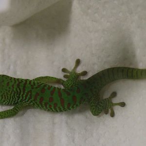Phelsuma grandis - juvenile