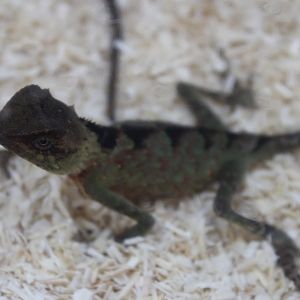 Acanthosaura lepidogaster