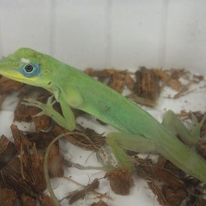 Anolis trinitatus