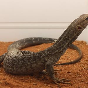 Varanus tristis tristis