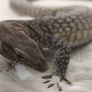 Varanus tristis tristis