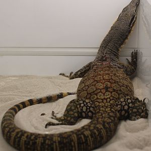 Varanus glauerti