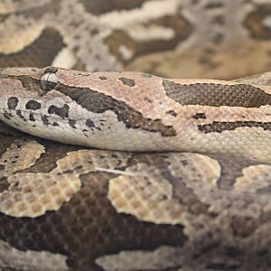 Acrantophis dumerili