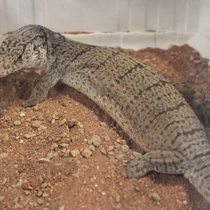 Varanus gilleni