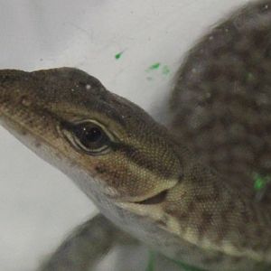 Varanus tristis orientalis