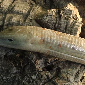 Sheltopusik - Pseudopus apodus