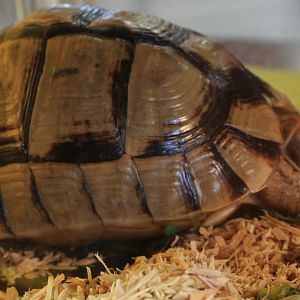 Egyptian tortoise Testudo kleinmanni