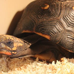 Red-footed tortoise