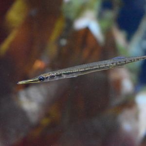 Unknown Fish (Henry Doorly Zoo)