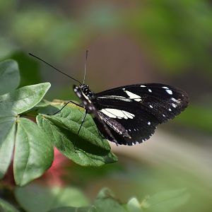 Unknown Butterfly (Henry Doorly Zoo)