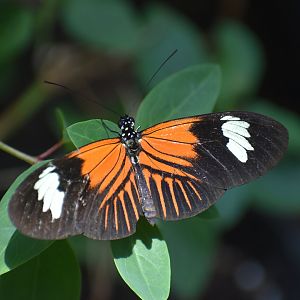 Unknown Butterfly (Henry Doorly Zoo)