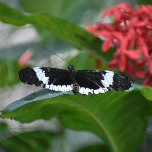 Unknown Butterfly (Henry Doorly Zoo)