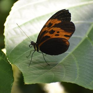 Unknown Butterfly (Henry Doorly Zoo