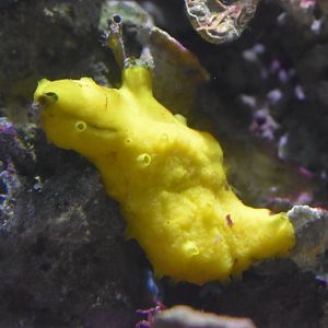 Possible sponge? (Henry Doorly Zoo)