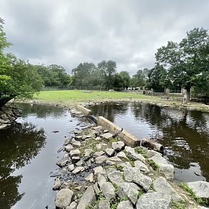 Bison, Whitetail, and Waterfowl Exhibit