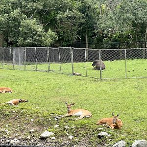 Bison and Whitetail Deer