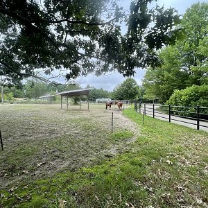 Domestic Horse Exhibit