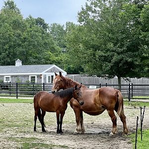 Domestic Horses