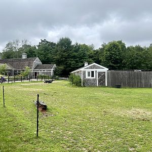 Domestic Cattle Pasture