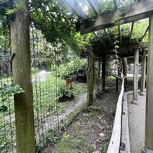 Mountain Lion Exhibit