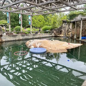Harbor Seal Exhibit