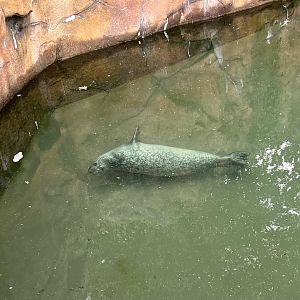 Harbor Seal