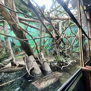 Rainforest Exhibit