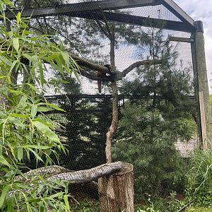 Red Panda Exhibit