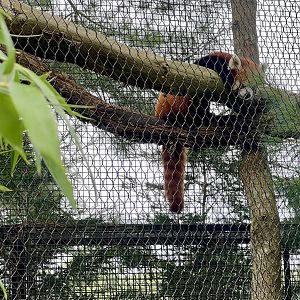 Red Panda
