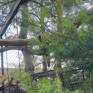 Red Panda Exhibit