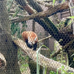Red Panda