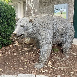 Bronze Bear
