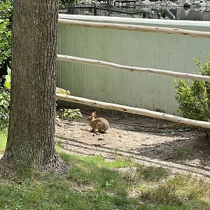 Cottontail Rabbit