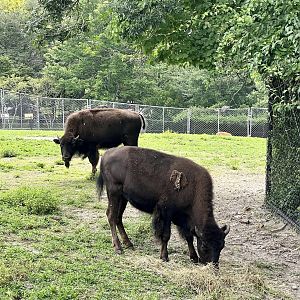 Plains Bison