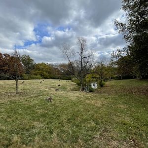 Red Kangaroo Exhibit