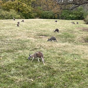 Red Kangaroo Exhibit