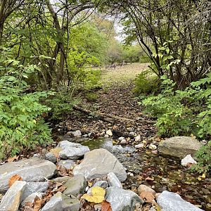 Red Kangaroo Exhibit